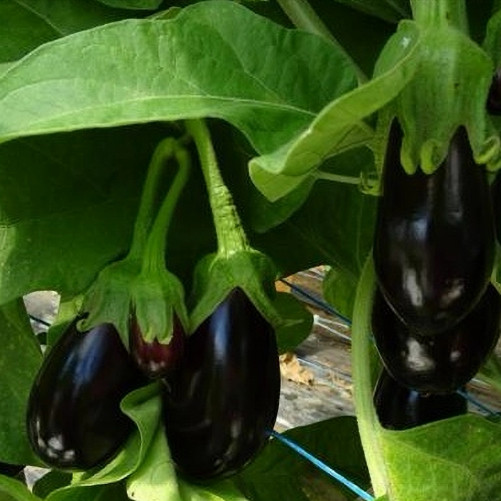 Aubergine bio 1Kg - selon...