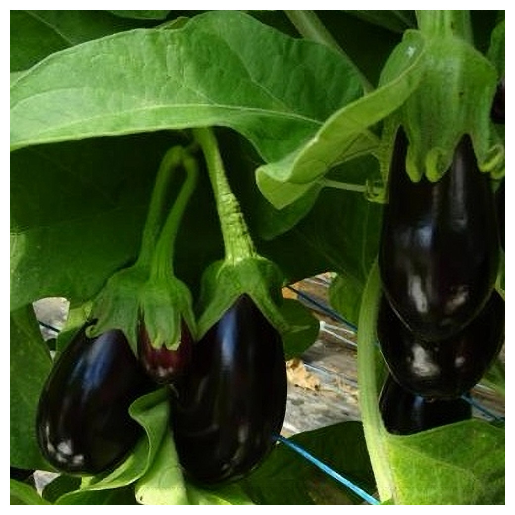 Aubergine bio 1Kg - selon récolte (violette, blanche ou striée)