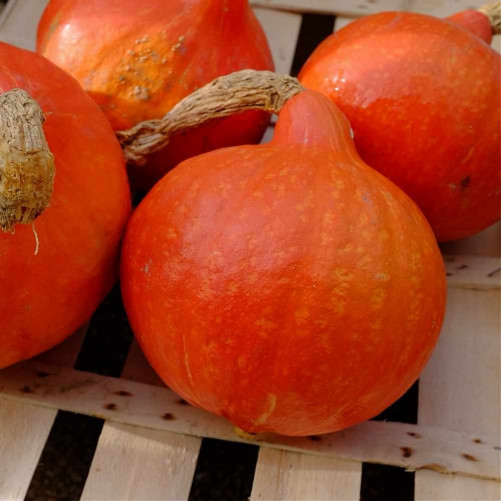 🆕Potimarron Bio (1Kg  env.)...