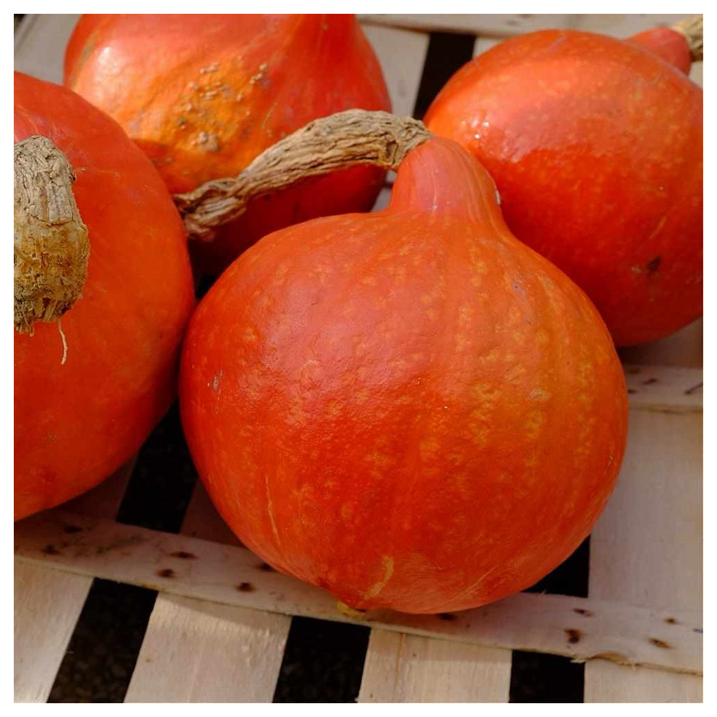 🆕Potimarron Bio (1Kg  env.) - Pièce