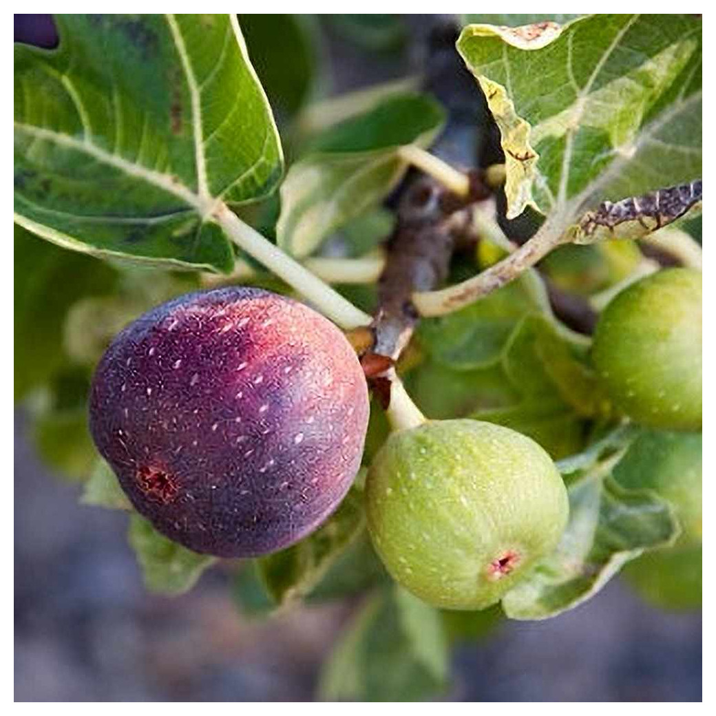 Figues (500g - 1Kg)