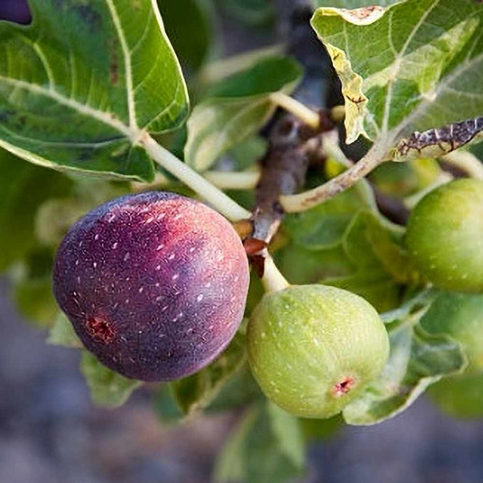 Figues (500g - 1Kg)