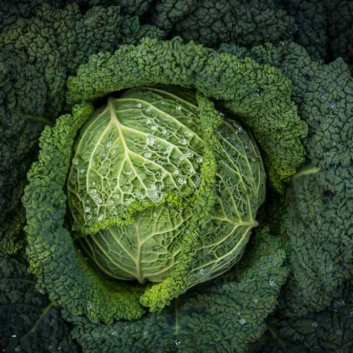 Chou vert frisé - Fruits et Légumes - EARL LALIMENT