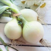 Oignons frais blancs ou rouges  Bio - Botte de 3/4