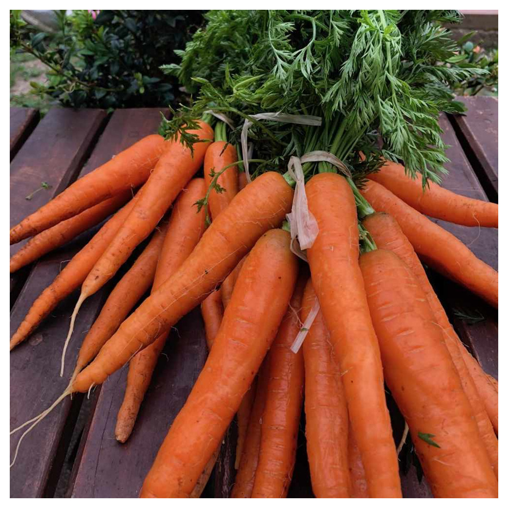 Carottes Bio - Botte de 500g