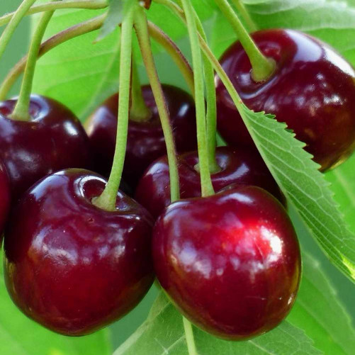 Cerises Bigarreau (250g -...