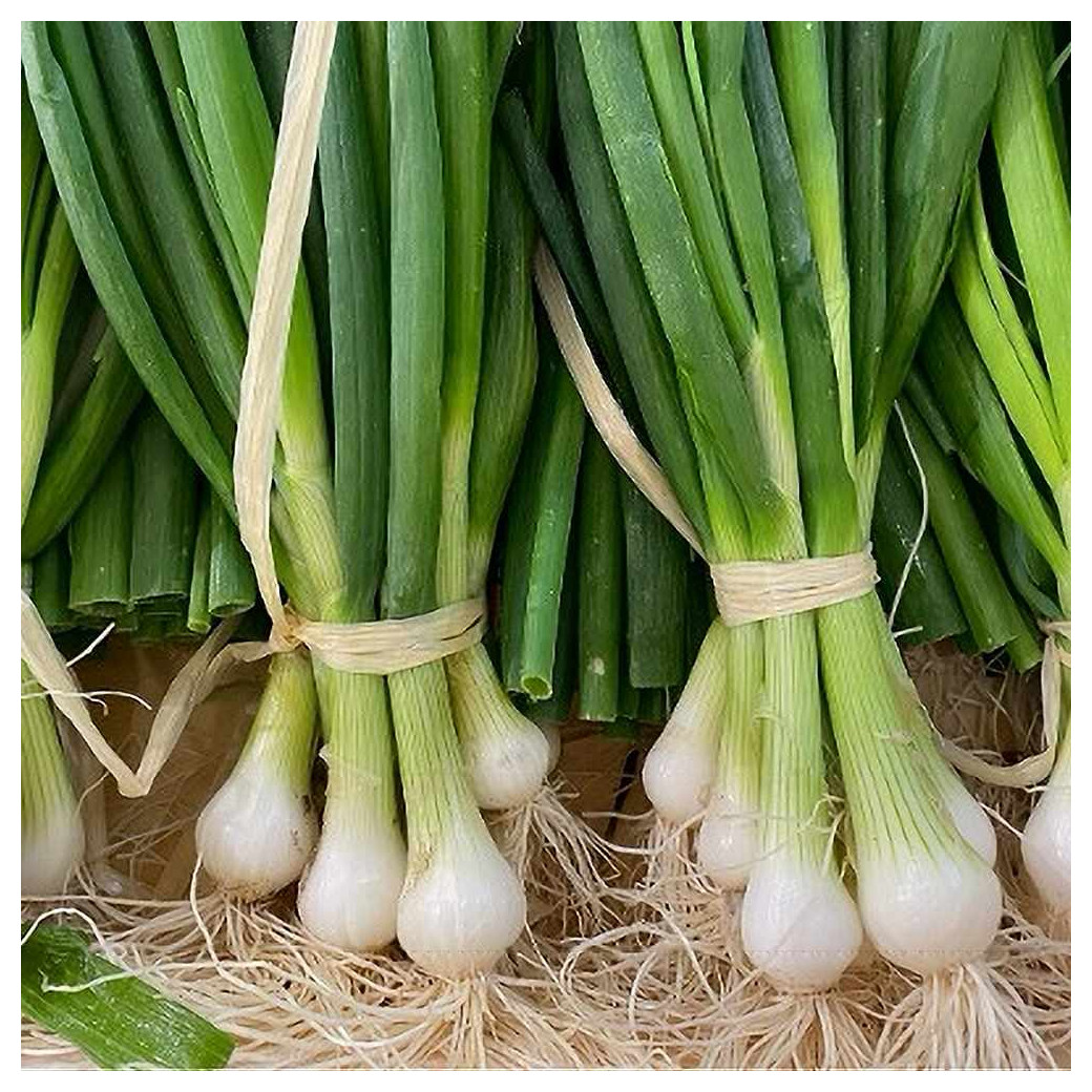 Oignons frais blancs ou rouges  Bio - Botte de 3/4