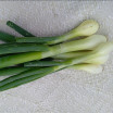 Oignons frais blancs ou rouges  Bio - Botte de 3/4