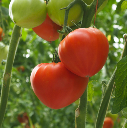 Tomate Bio - Variété...