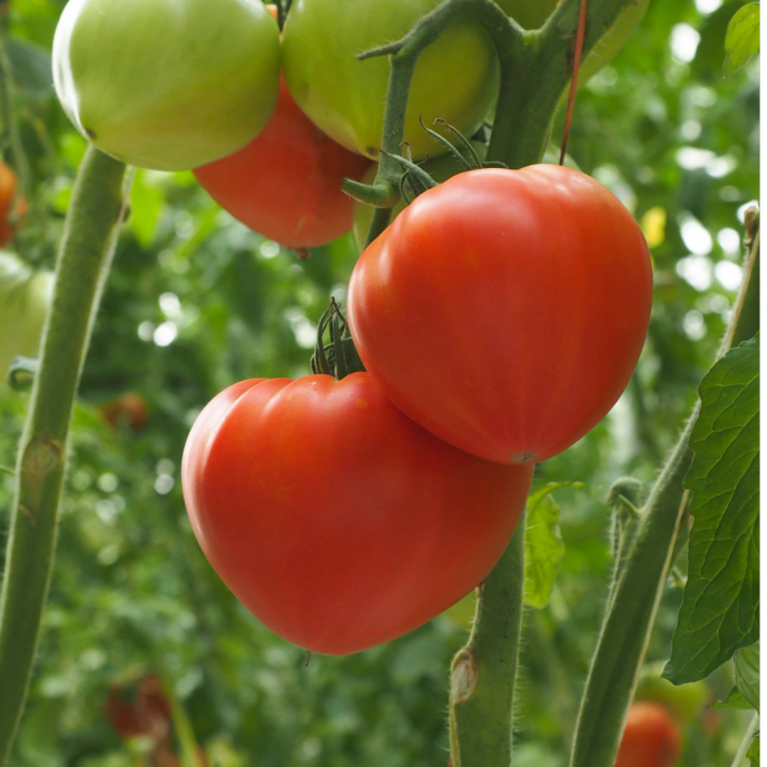 Tomate Bio - Variété Diamandina (1Kg - 2Kg)