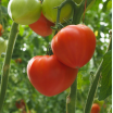 Tomate Bio - Variété Diamandina (1Kg - 2Kg)