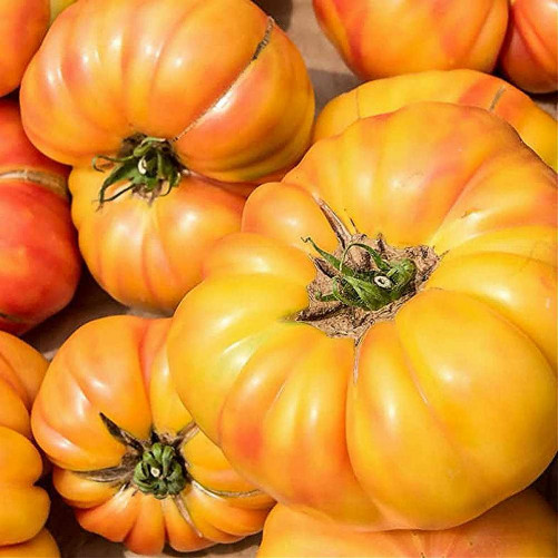 Tomate Bio - Variété Ananas...