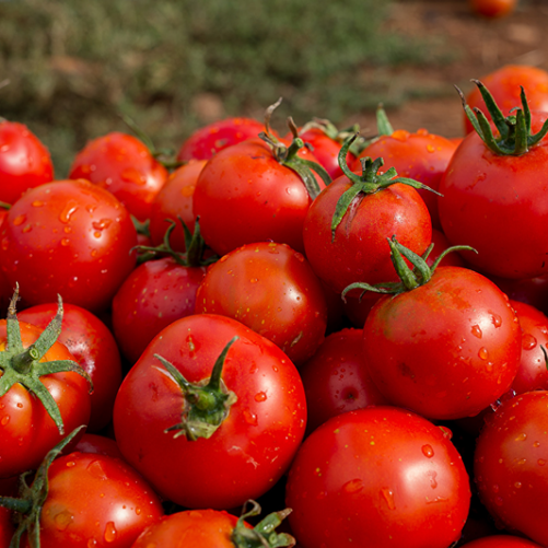 Tomates rondes 1Kg