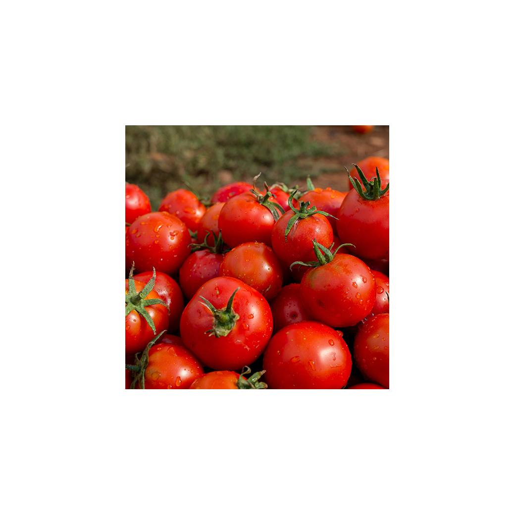 Tomates rondes 1Kg