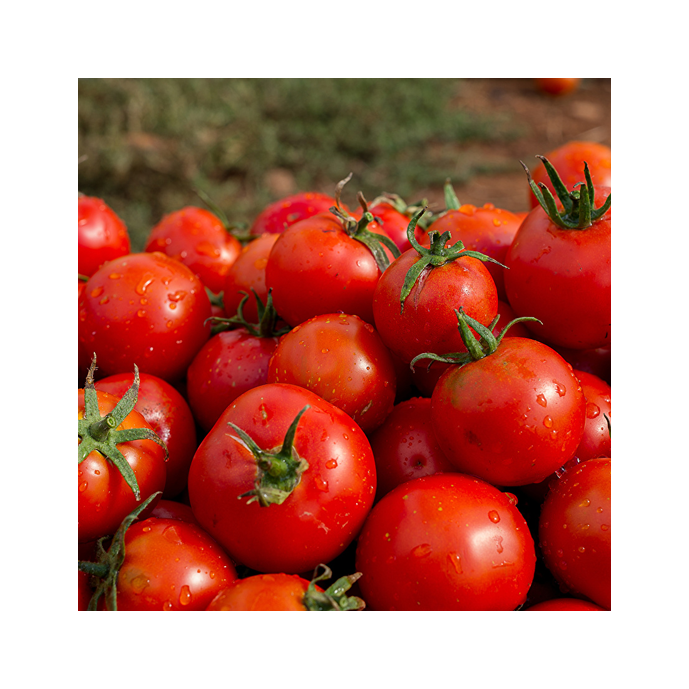 Tomates rondes 1Kg