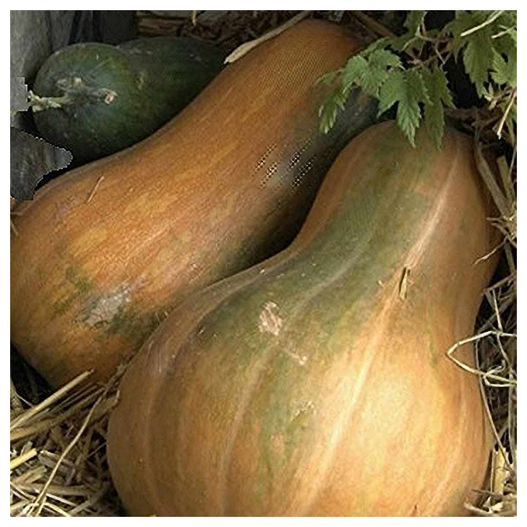 🆕Sucrine du Berry Bio - (Env. 1.2Kg) - Pièce
