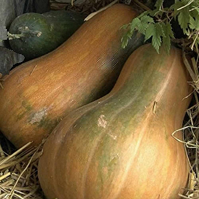 🆕Sucrine du Berry Bio - (Env. 1.2Kg) - Pièce
