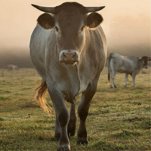 Entrecôte + Jarret de bœuf...