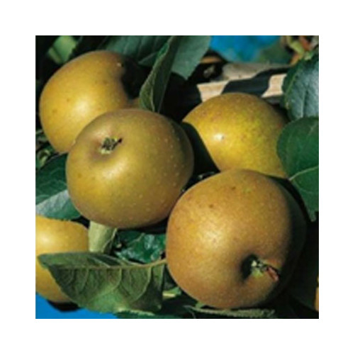 🆕La Canada Grise, pommes...