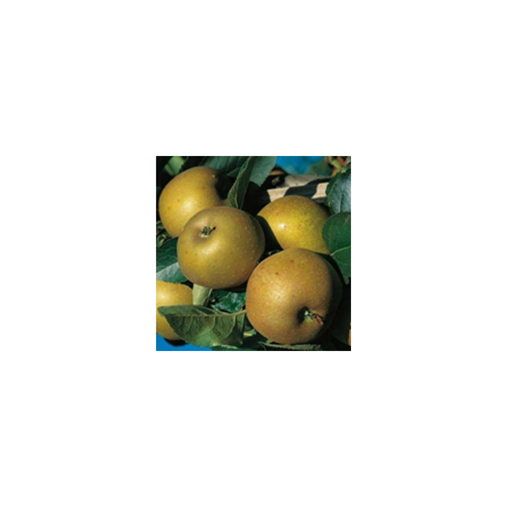 🆕La Canada Grise, pommes Bio, (Sac de 2 ou 4Kg)