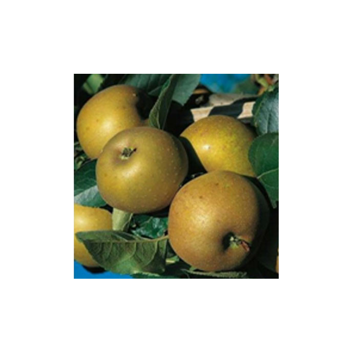 🆕La Canada Grise, pommes Bio, (Sac de 2 ou 4Kg)