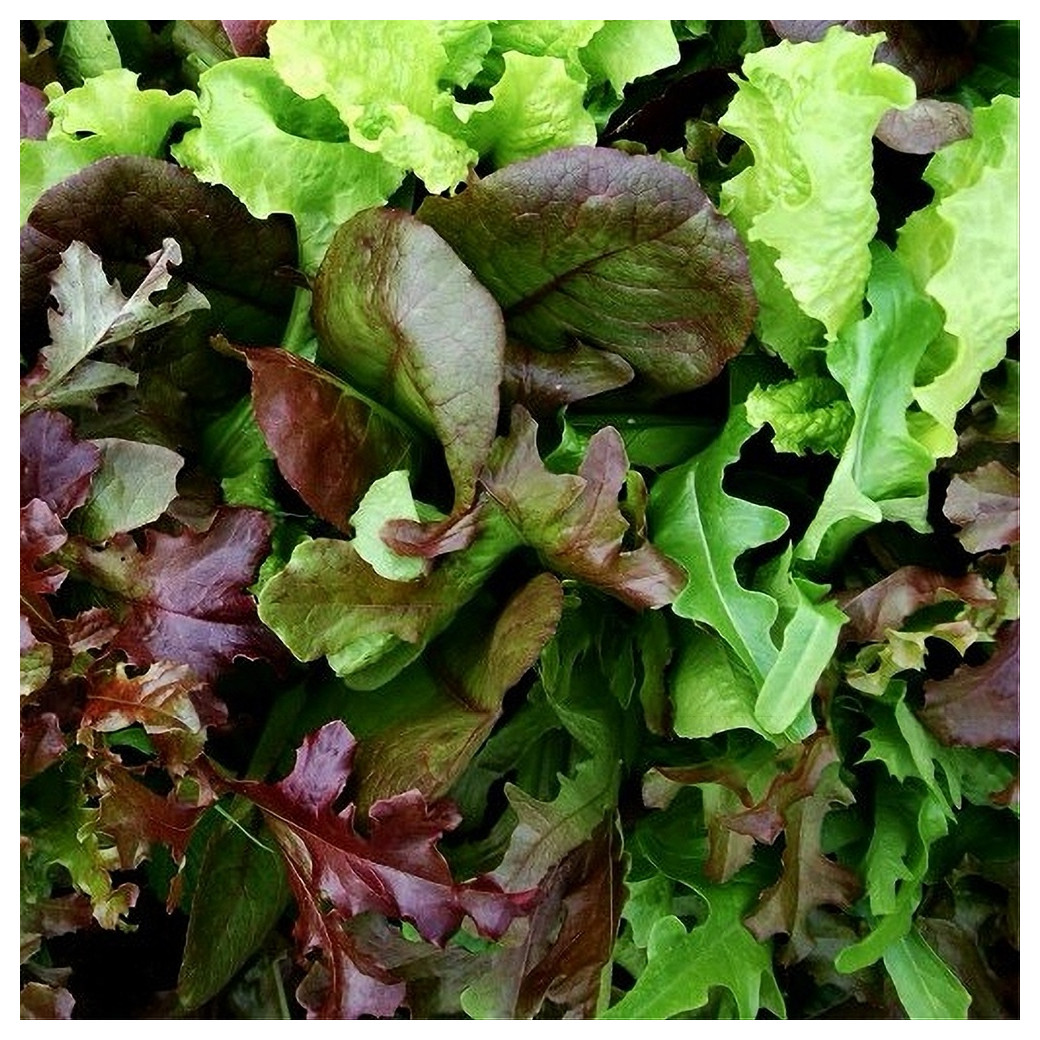 Mesclun de laitue Bio - 200g