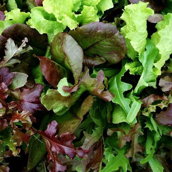 Mesclun de laitue Bio - 200g