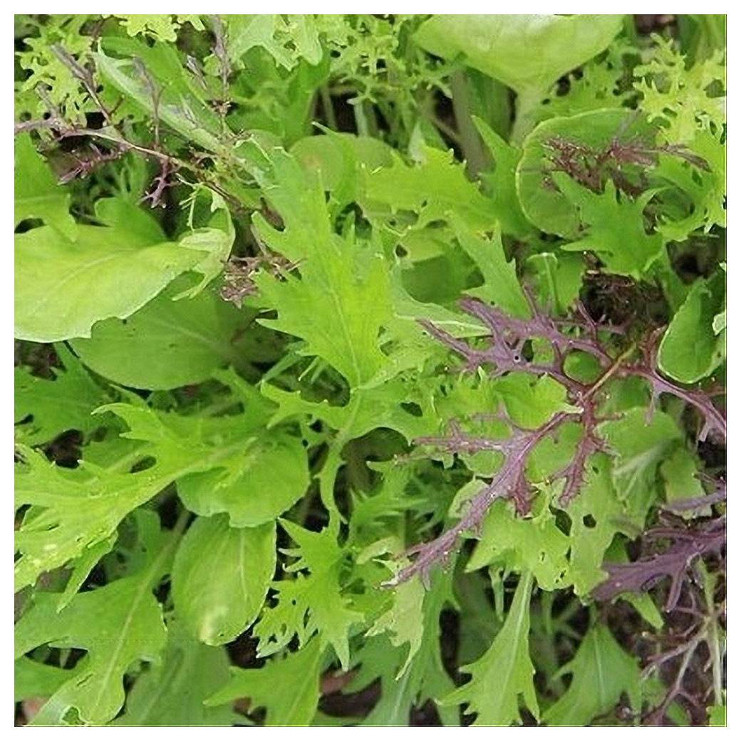 Mesclun asiatique Bio - 200g