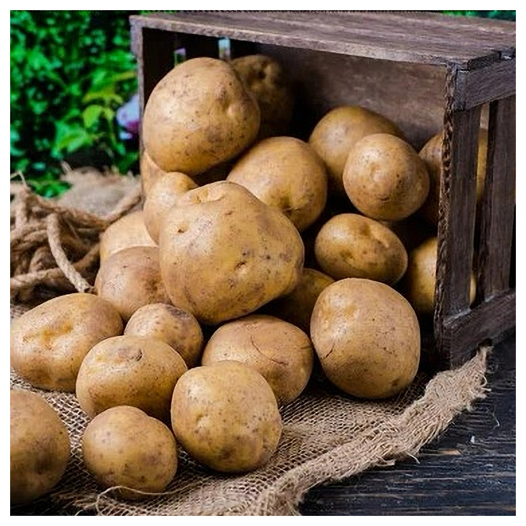 Pomme de Terre - 1Kg