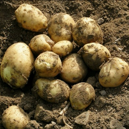 Pomme de terre nouvelle - 1Kg