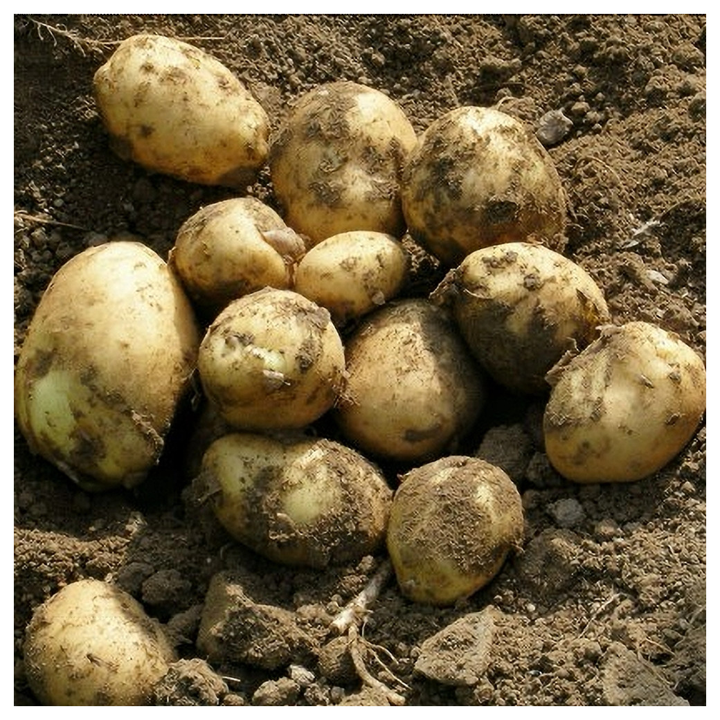 Pomme de terre nouvelle - 1Kg