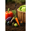 Le Petit Panier de légumes de saison Bio - 5 légumes