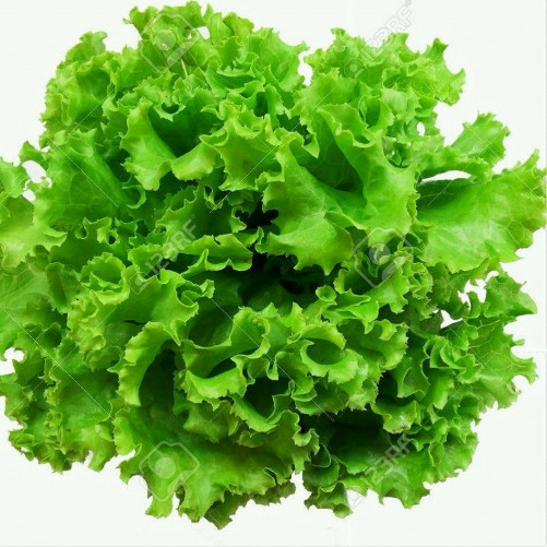 Salade - la pièce