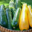 Courgette primeur Bio (1kg) - Mix verte et jaune