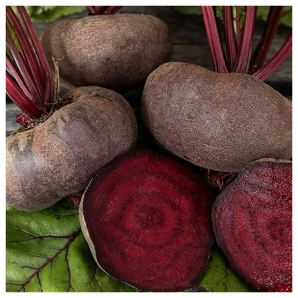 Botte de Betteraves Bio (Noire d'Egypte) - mini 500g