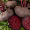Botte de Betteraves Bio (Noire d'Egypte) - mini 500g