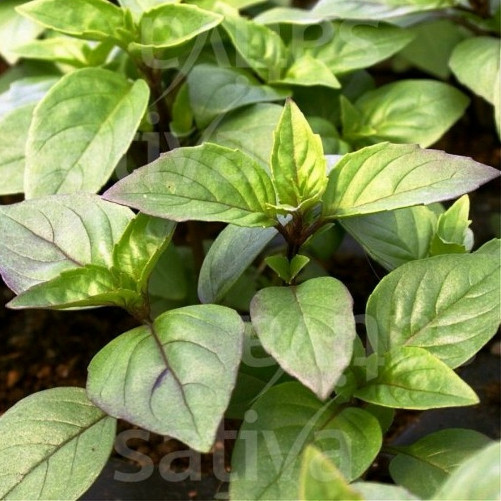 Basilic thaï Bio - Botte de...