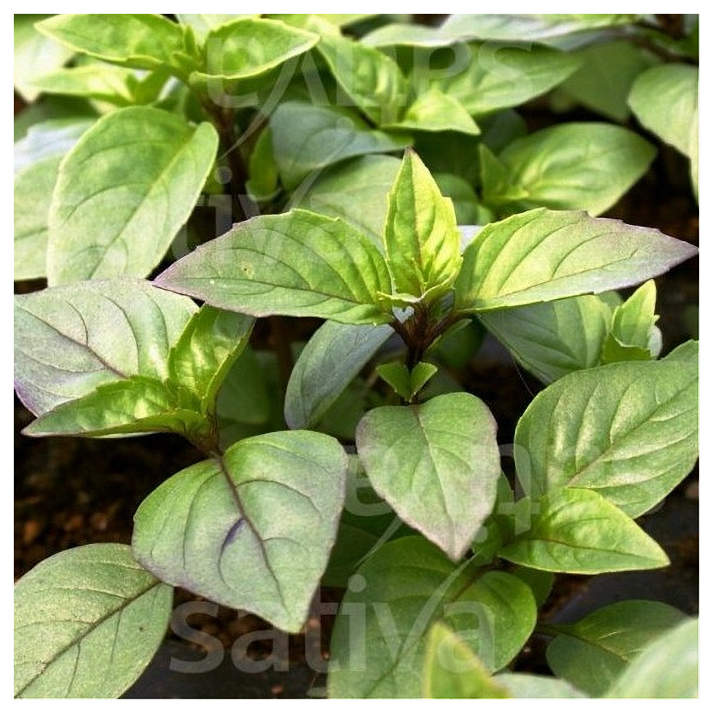 Basilic thaï Bio - Botte de 60g