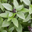 Basilic thaï Bio - Botte de 60g