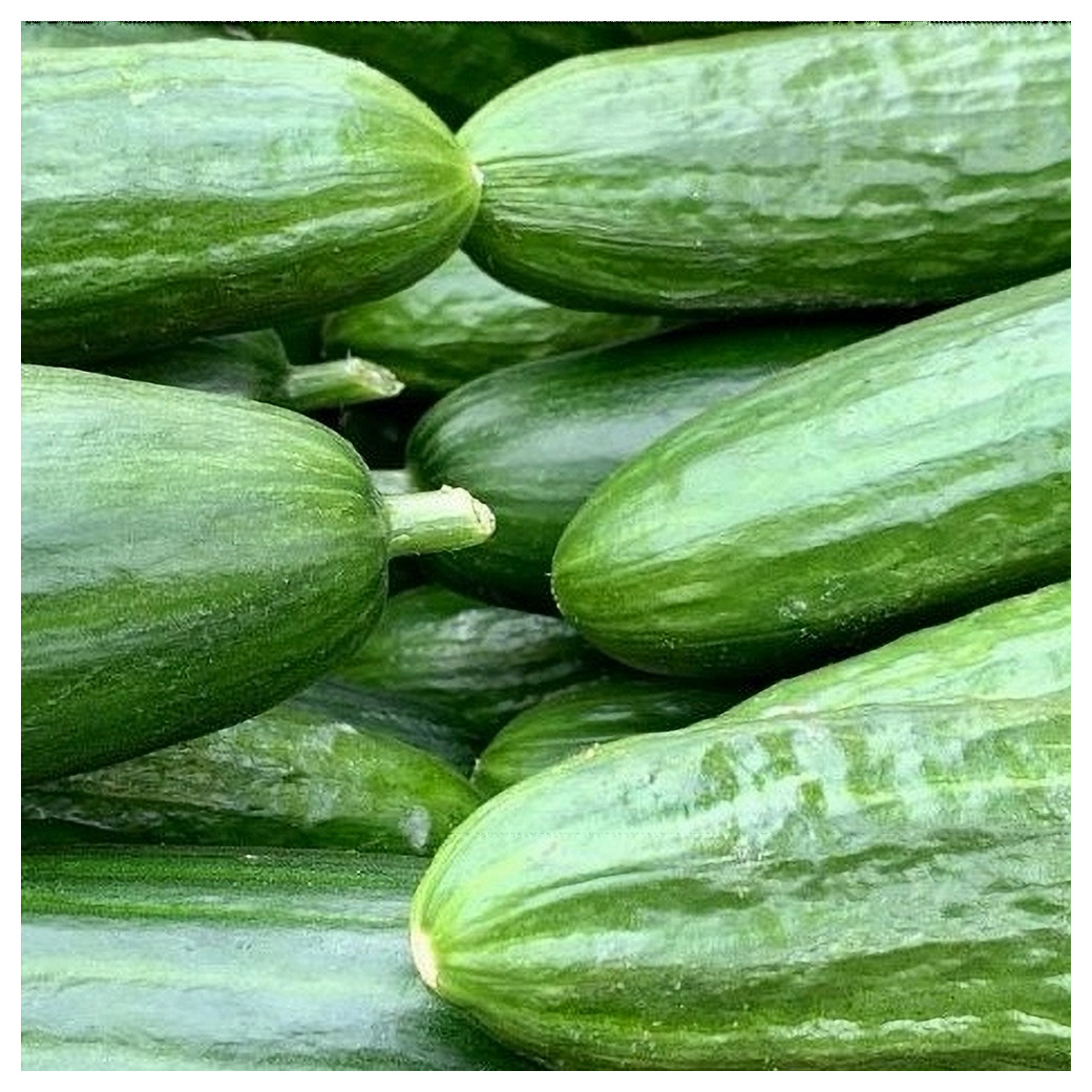 Concombre demi-long - La pièce