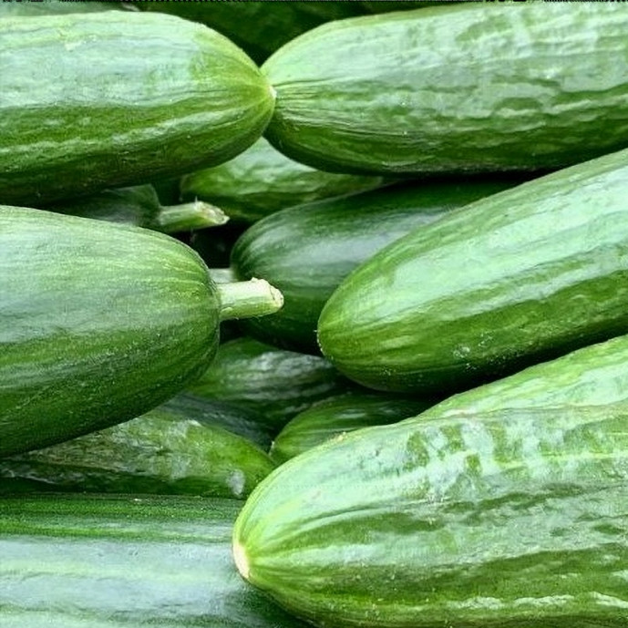 Concombre demi-long - La pièce