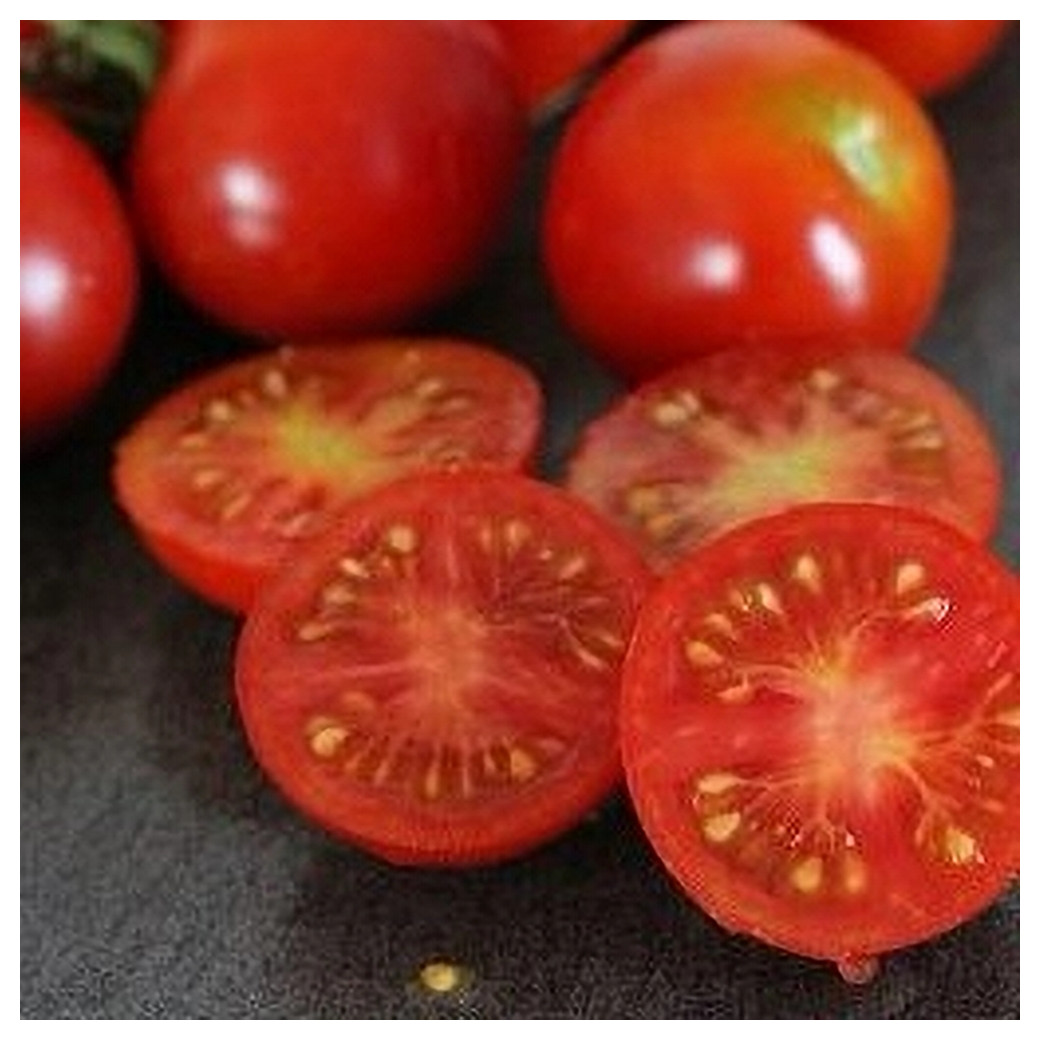 Tomate Précoce de Quimper BIO (variété ancienne) 1KG