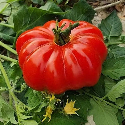 Tomate Hybrides "type Cœur...