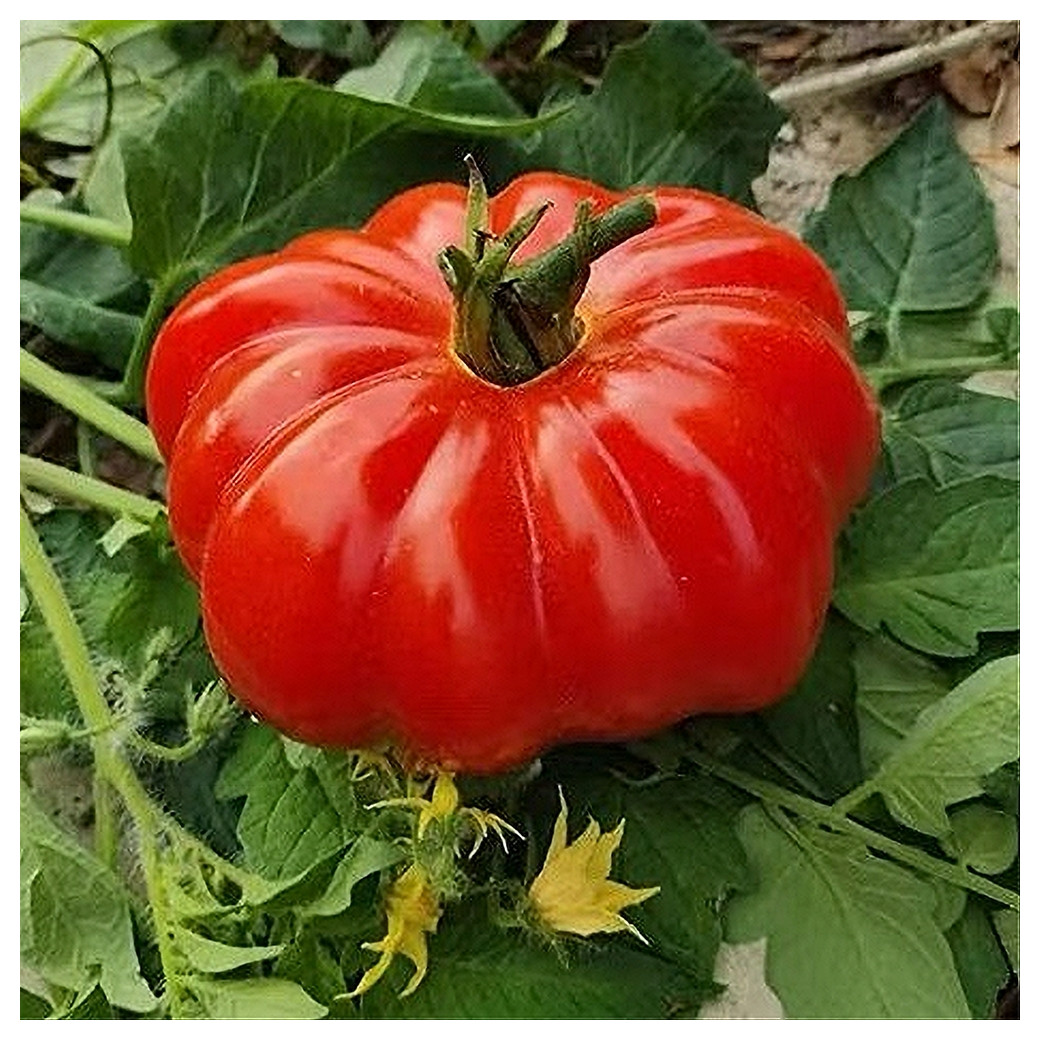Tomate Hybrides "type Cœur de Bœuf" BIO - 1Kg