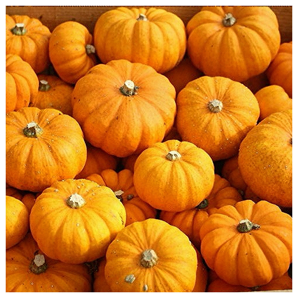 🆕Courge Jack be Little Bio ( 1Kg Env.)