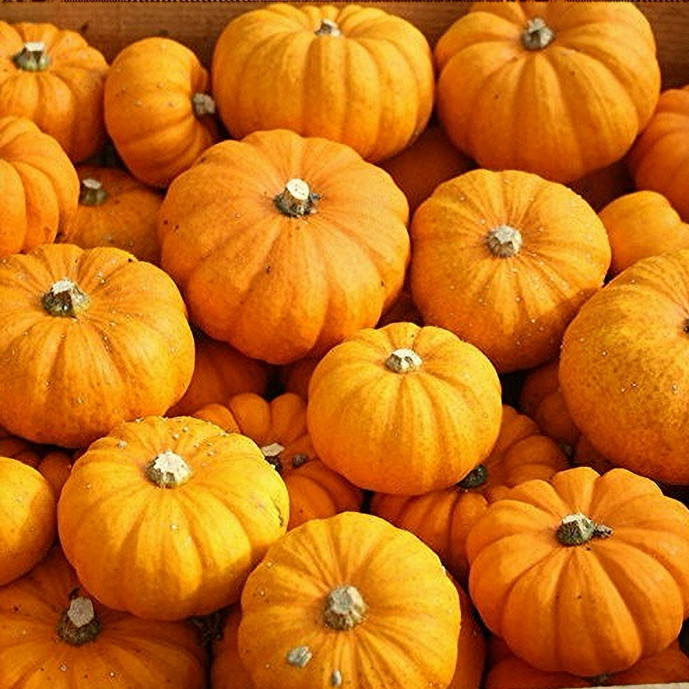 🆕Courge Jack be Little Bio ( 1Kg Env.)
