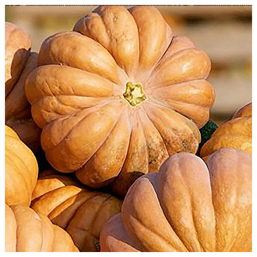 🆕Musquée de Provence - Portion 2Kg Mini