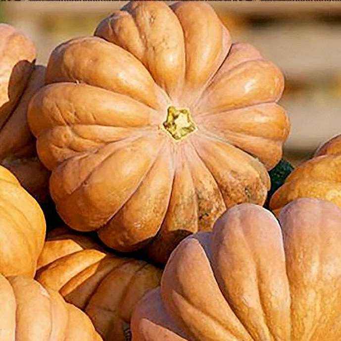 🆕Musquée de Provence - Portion 2Kg Mini
