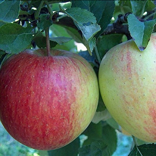 🆕La Pinova (sac de 2 ou 4Kg)