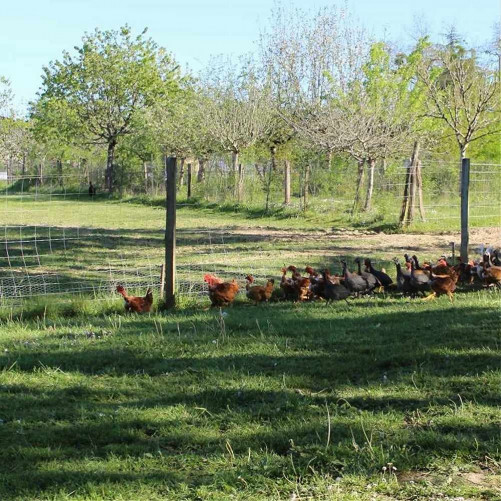 🆕Oie fermière prête à cuire (entre 4 et 5 kilos) - Livraison le 20 Décembre